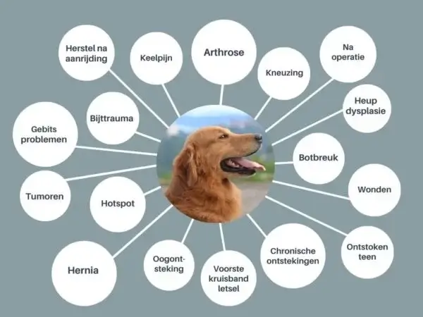 Pijnstiller hond - Huisdieren Academy