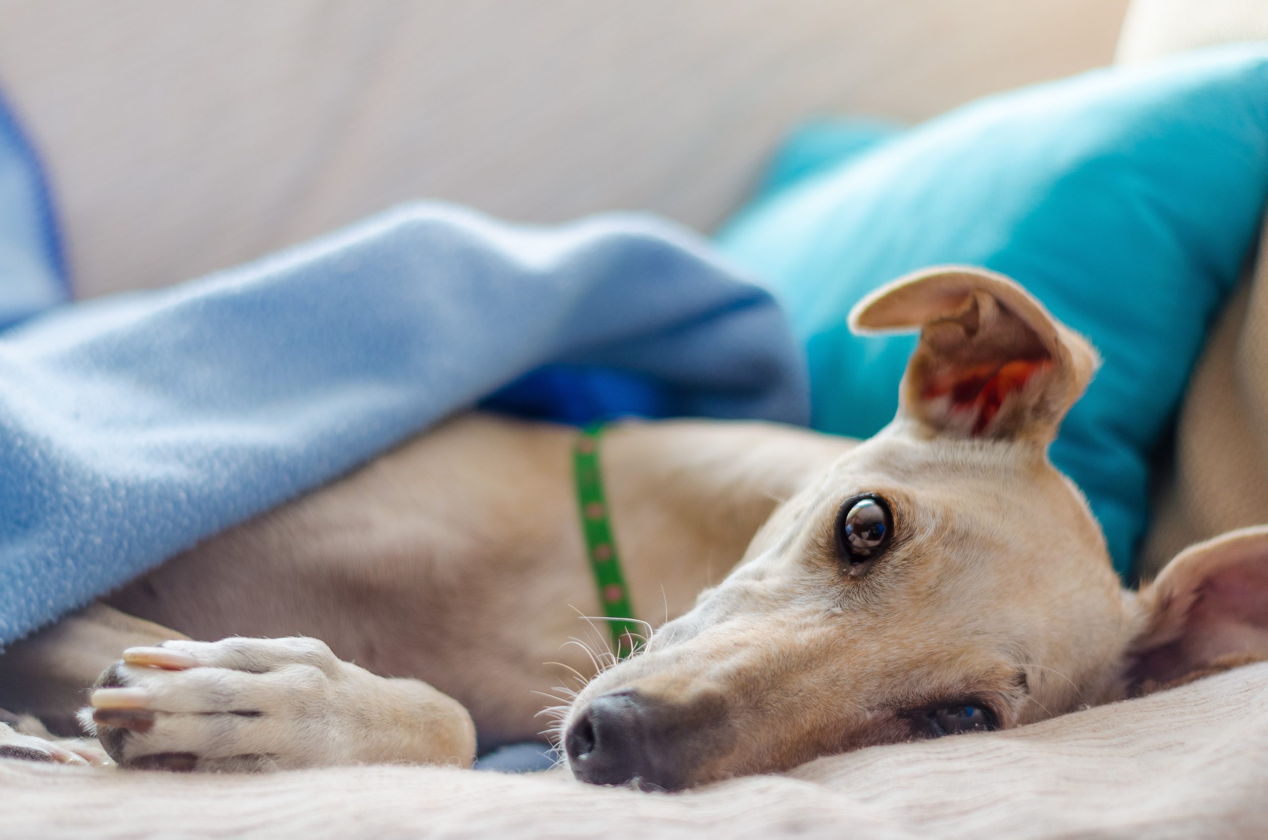 Operatie van een vetbult (lipoom) bij de hond Vetbult (ook wel lipoom genoemd) bij de hond