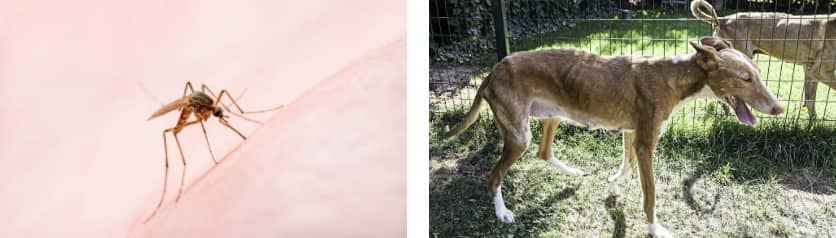 Leishmania bij de hond