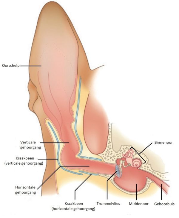 Oor anatomie hond