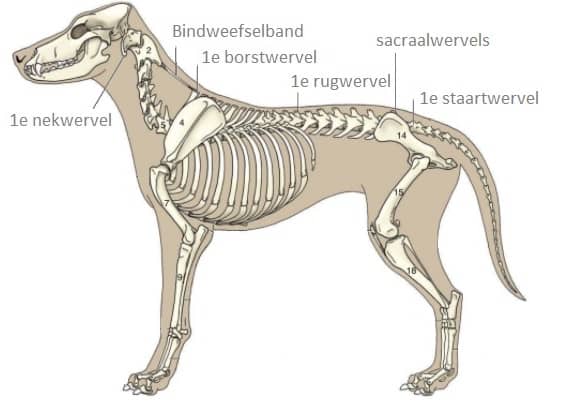 Skelet hond