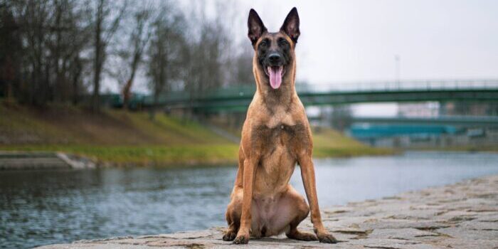 Baarmoederontsteking bij de hond klein