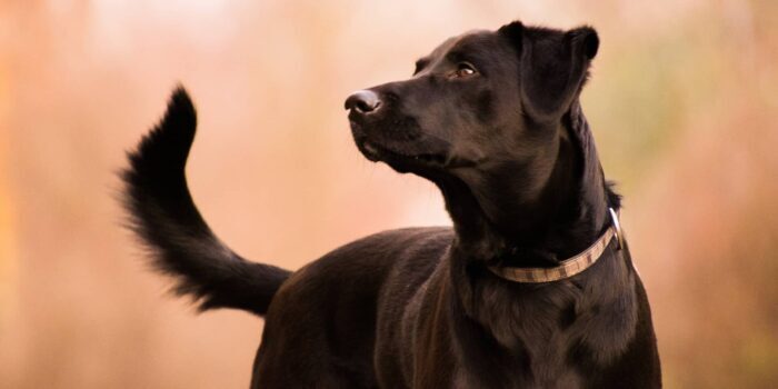 Castratie bij de hond klein