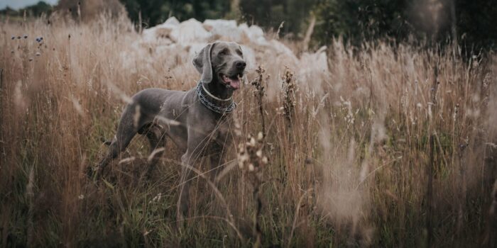 Grasaar bij de hond klein