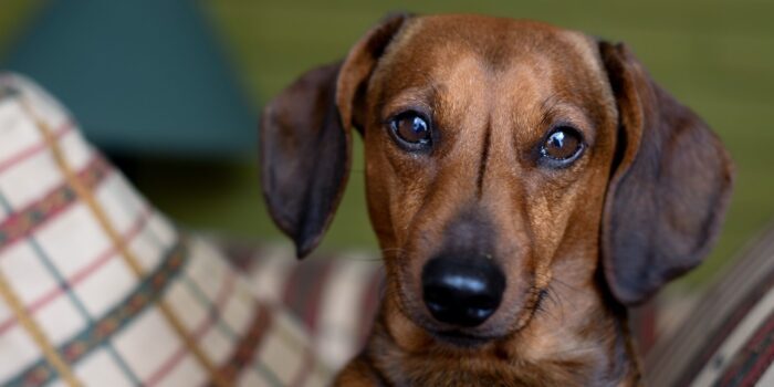 Hernia: halshernia of rughernia bij de hond klein