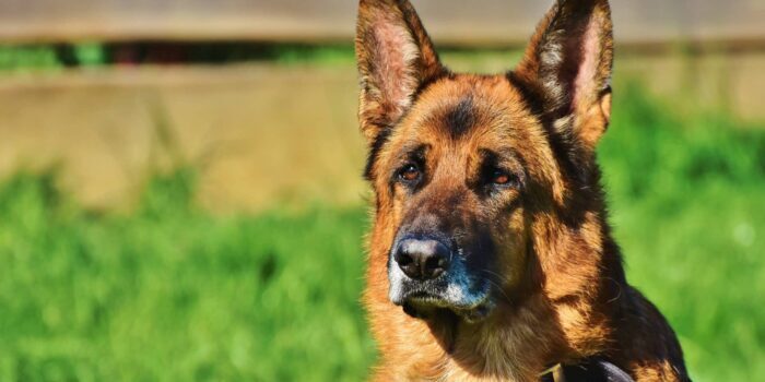 Heupdysplasie bij de hond klein