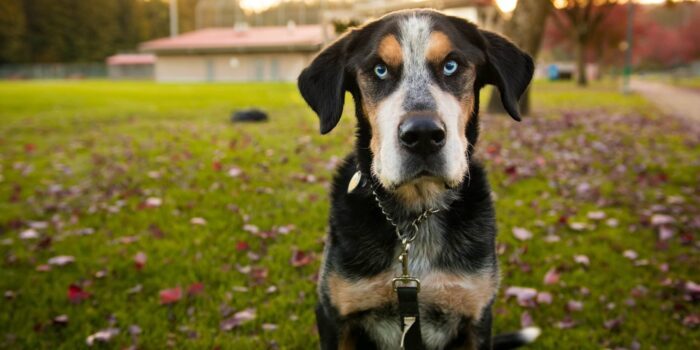 Hotspot bij de hond klein