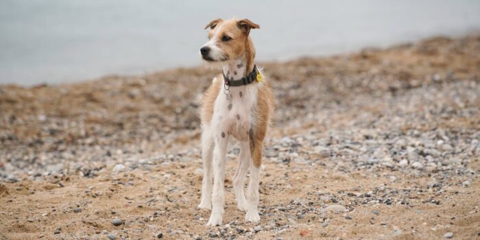 Leishmania bij de hond klein