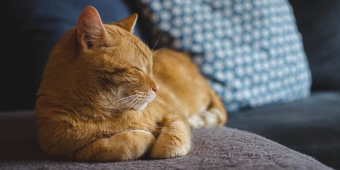 Niesziekte bij de kat klein