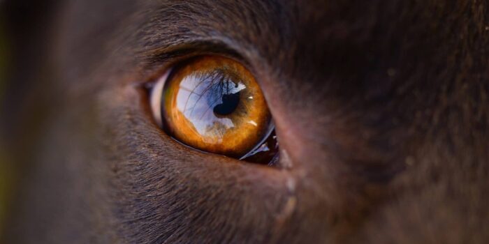 Ontstoken oog bij de hond klein