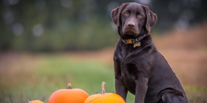 Ontwormen bij de hond klein