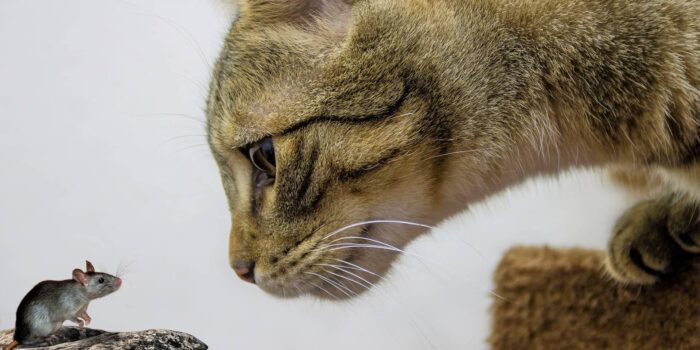 Ontwormen bij de kat klein