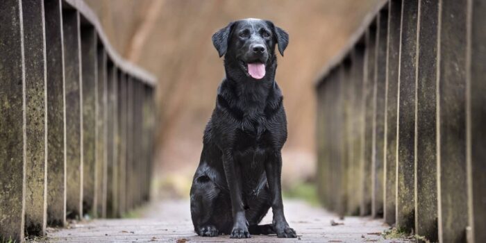 Pijnstiller bij de hond klein