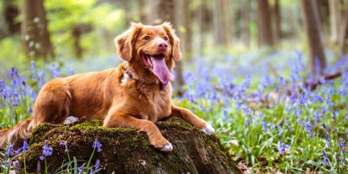 Teken bij de hond klein