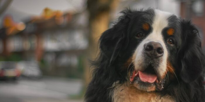 Vetbult bij de hond klein