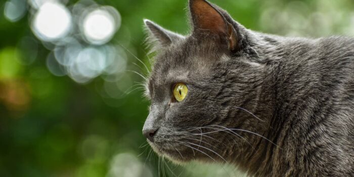 Vlooien bij de kat klein