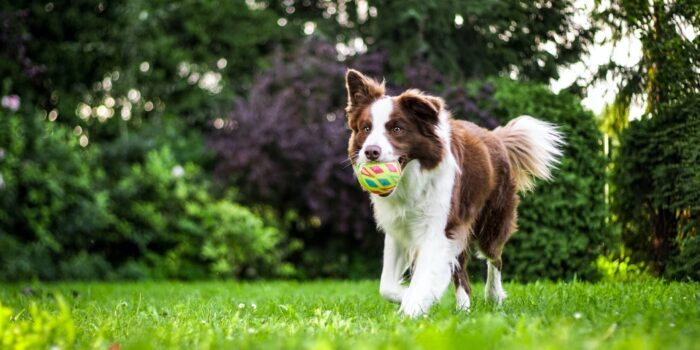 Vlooien bij de hond klein