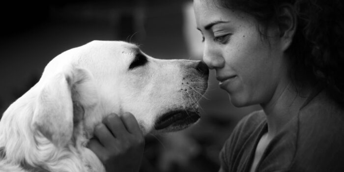 Ziekte van Cushing bij de hond klein