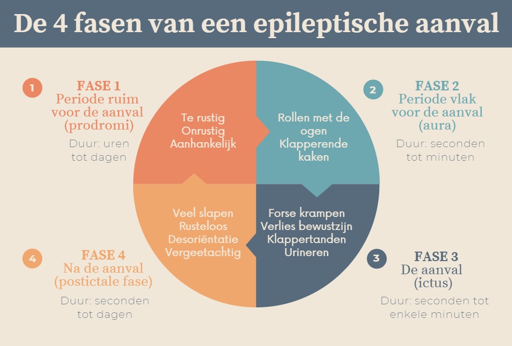 Fasen van epilepsie bij de hond