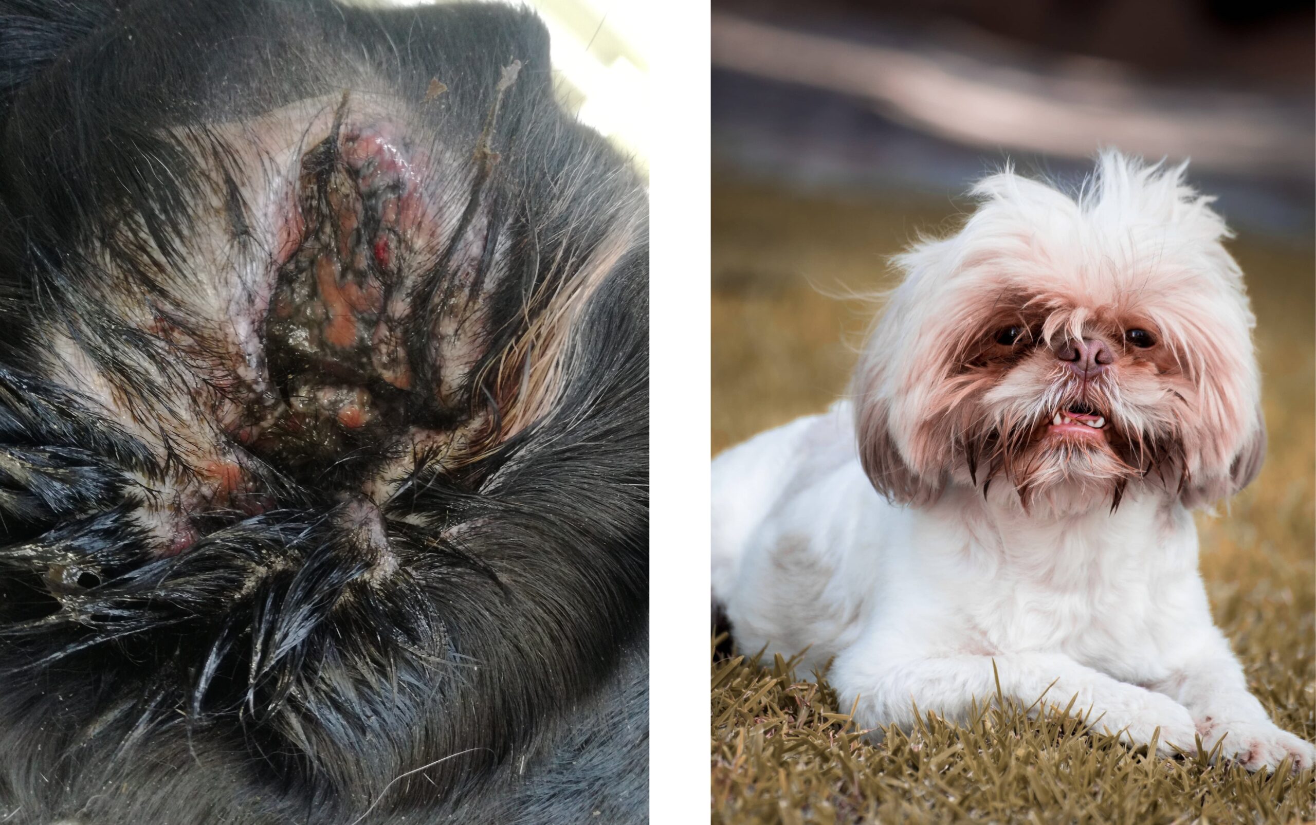 Beleefd Centraliseren overdracht Jeuk bij honden door allergie | Wat te doen? - Huisdieren Academy