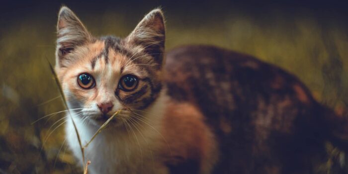 Diarree bij de kat klein