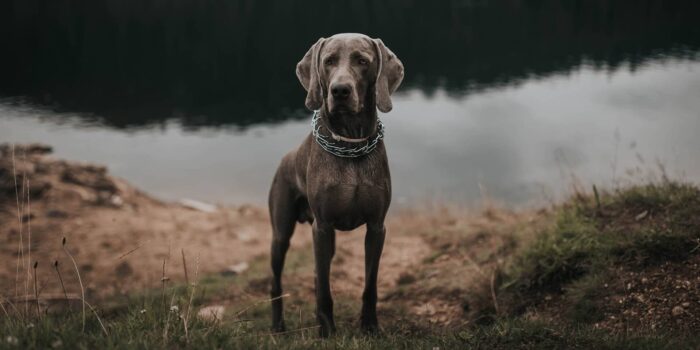 Inenting bij de hond klein