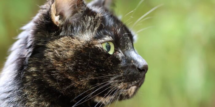 Oormijt bij de kat klein