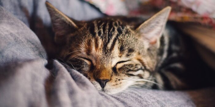 Overgeven of braken bij de kat klein