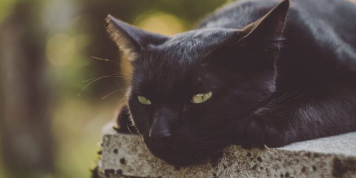 Suikerziekte bij de kat klein