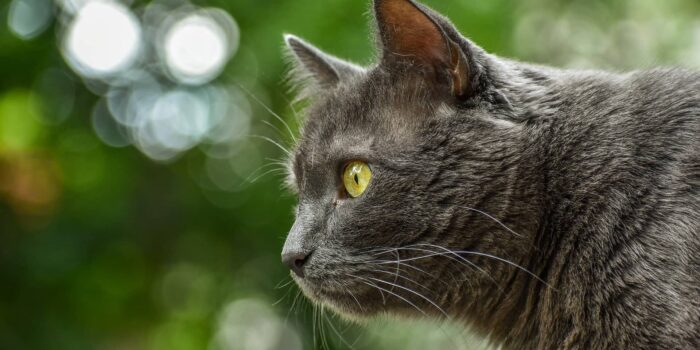 Vlooien bij de kat klein