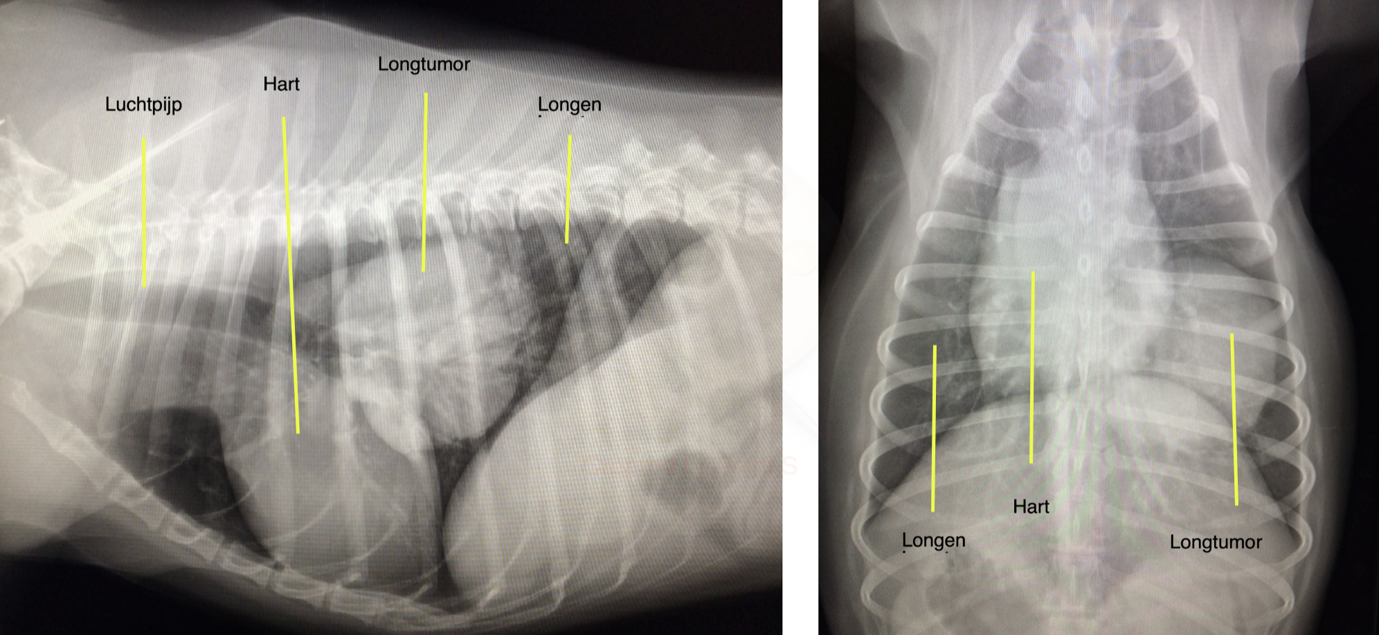 Longtumor bij de hond