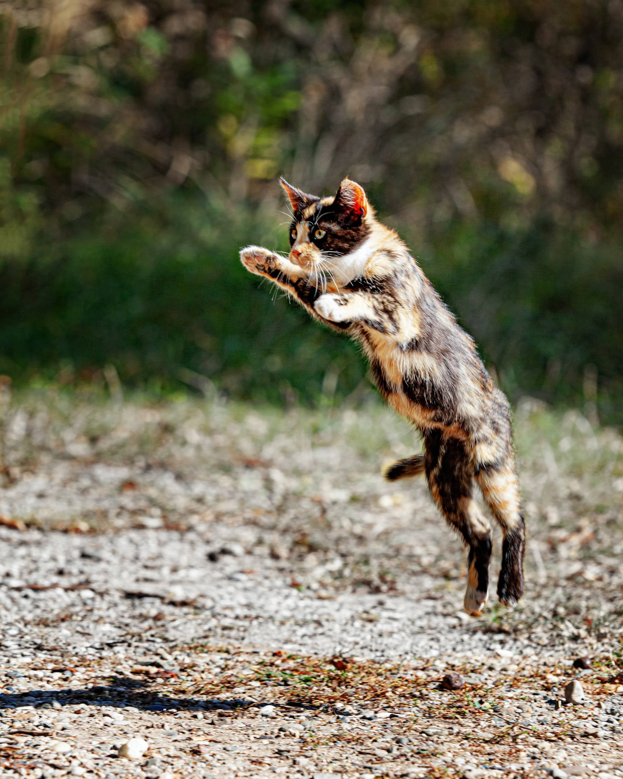 Actieve schildklier bij de kat