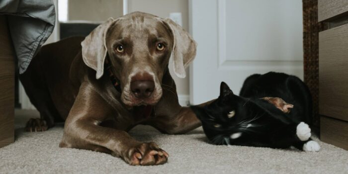 Titeren bij de hond en kat klein