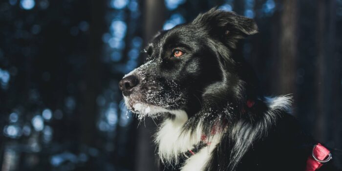 Giftig eten voor de hond en kat klein