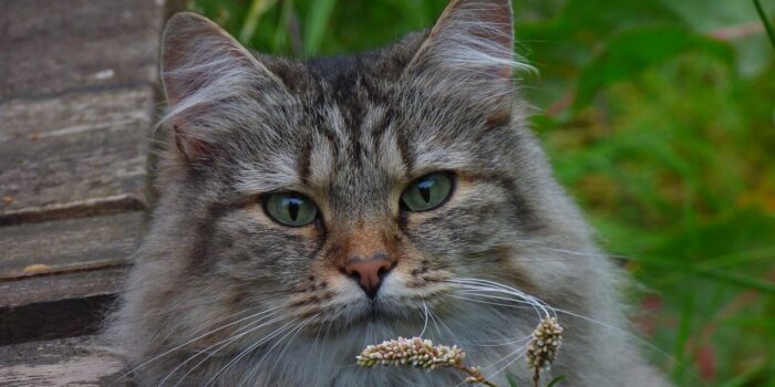 Leukste kattenrassen van 2021! - Noorse boskat