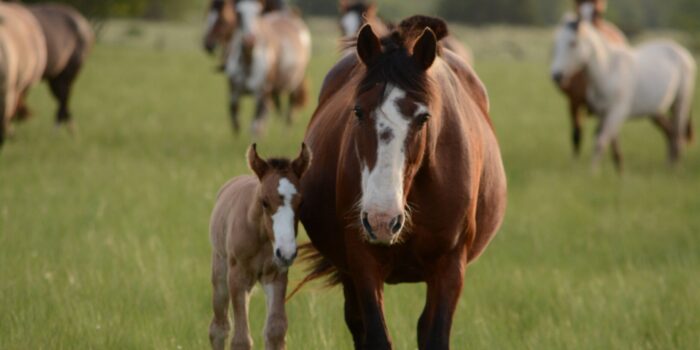 Paardenmest giftig hond