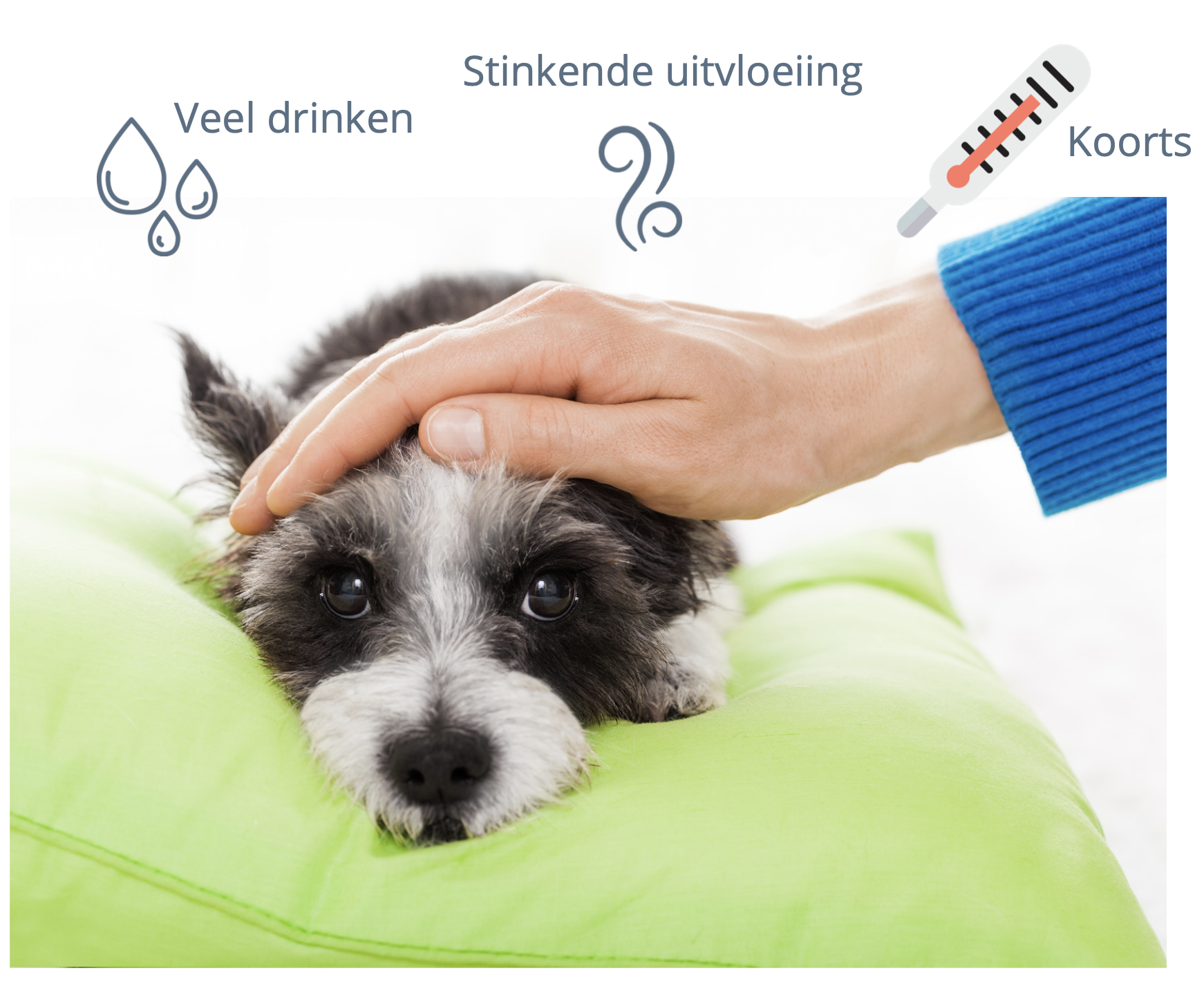 Hond baarmoederafscheiding verschijnselen