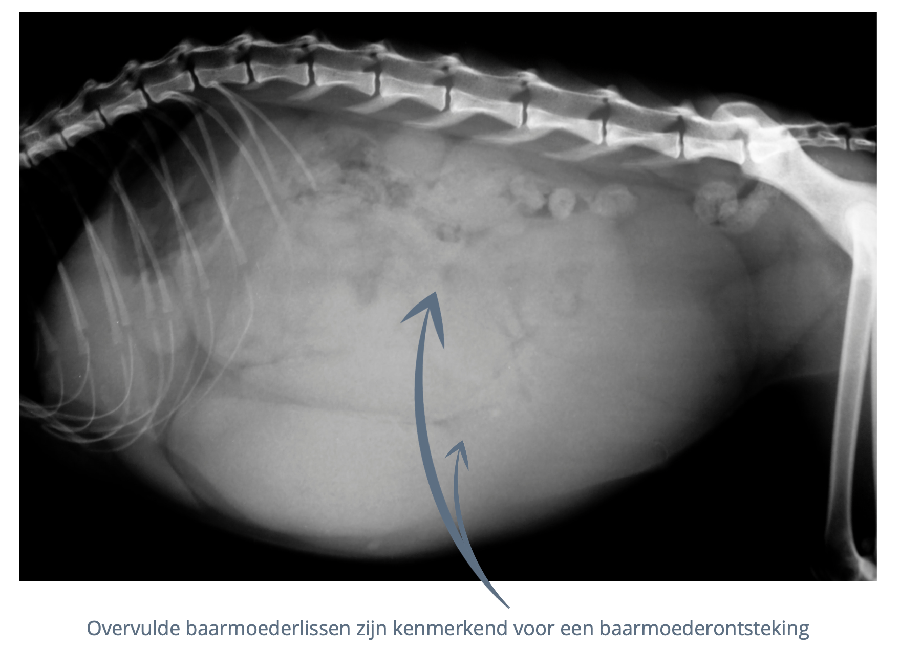 baarmoederontsteking hond