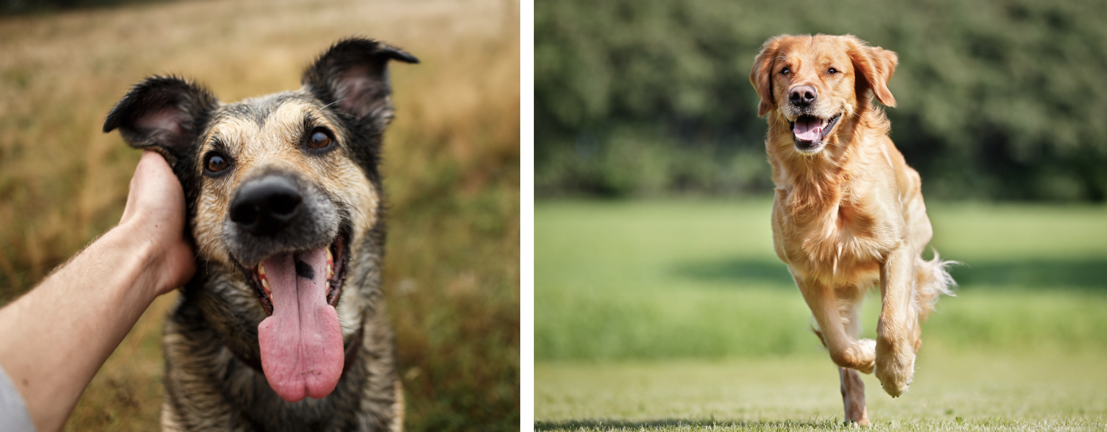 Castratie hond ervaringen