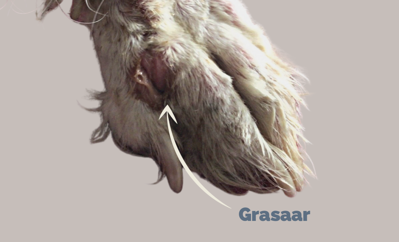 Grasaar bij de hond Grasaar bij de hond