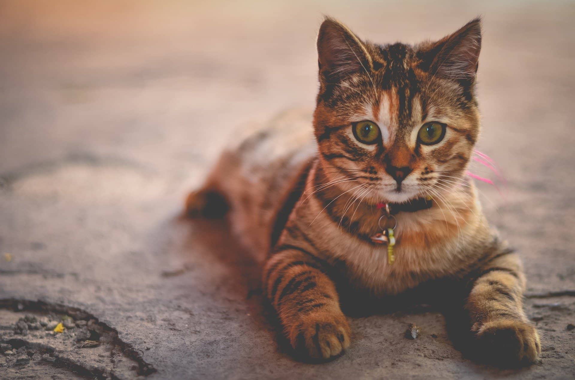 waarom kost een dierenarts veel geld kat