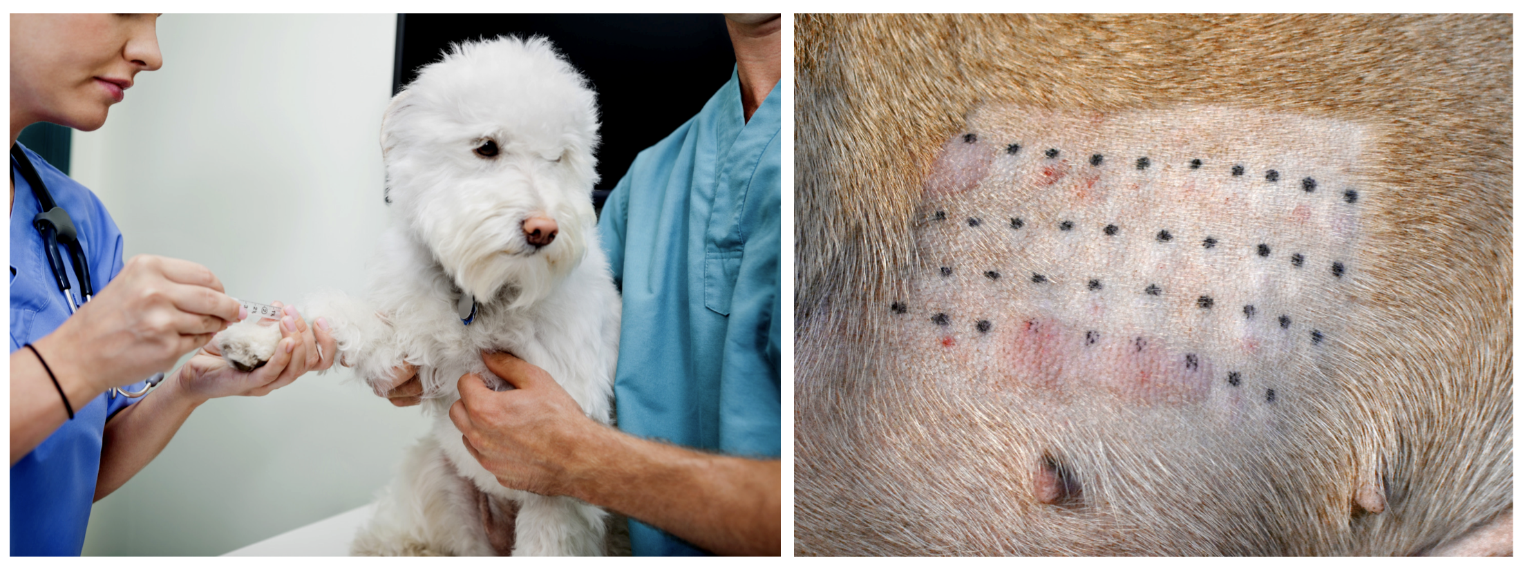 Hond allergie jeuk diagnose stellen