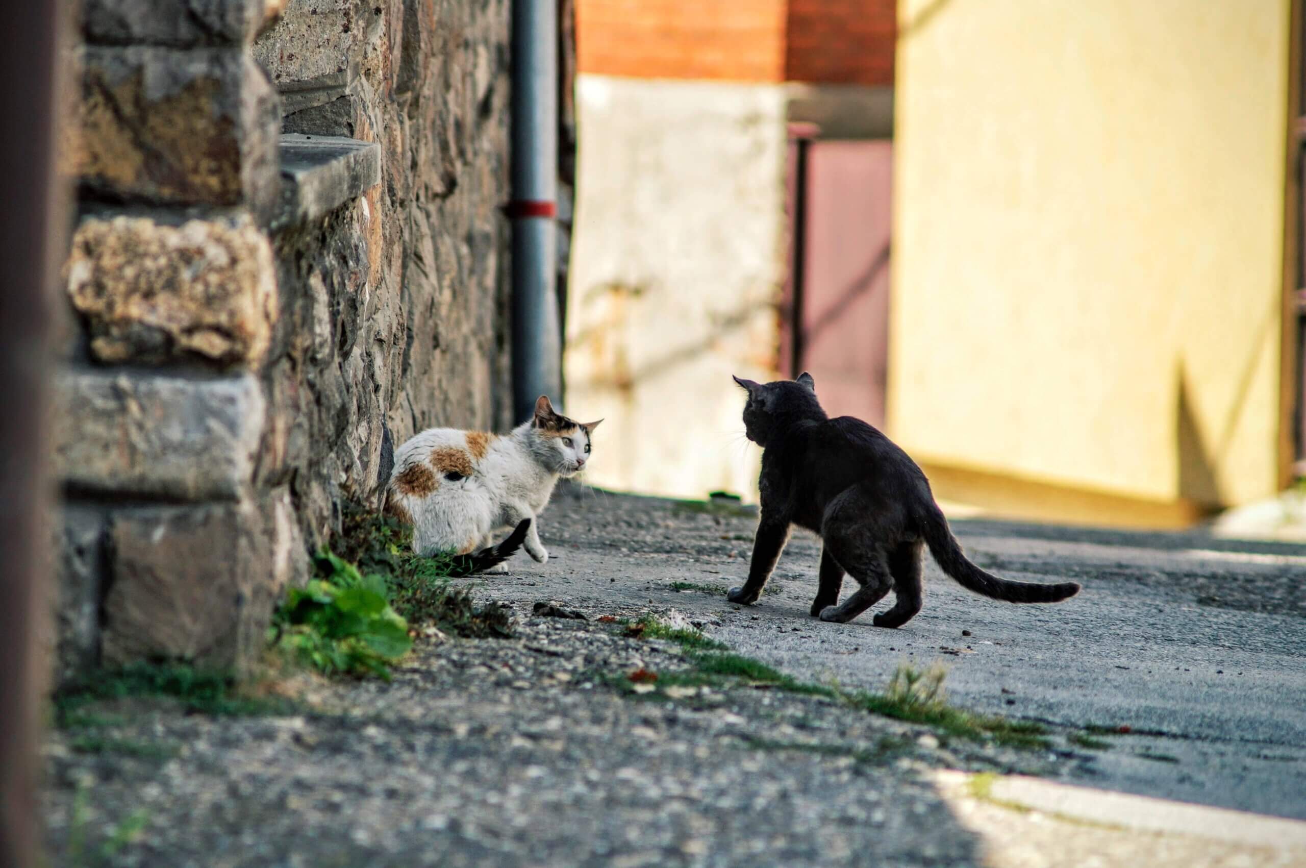 Abces bij de kat