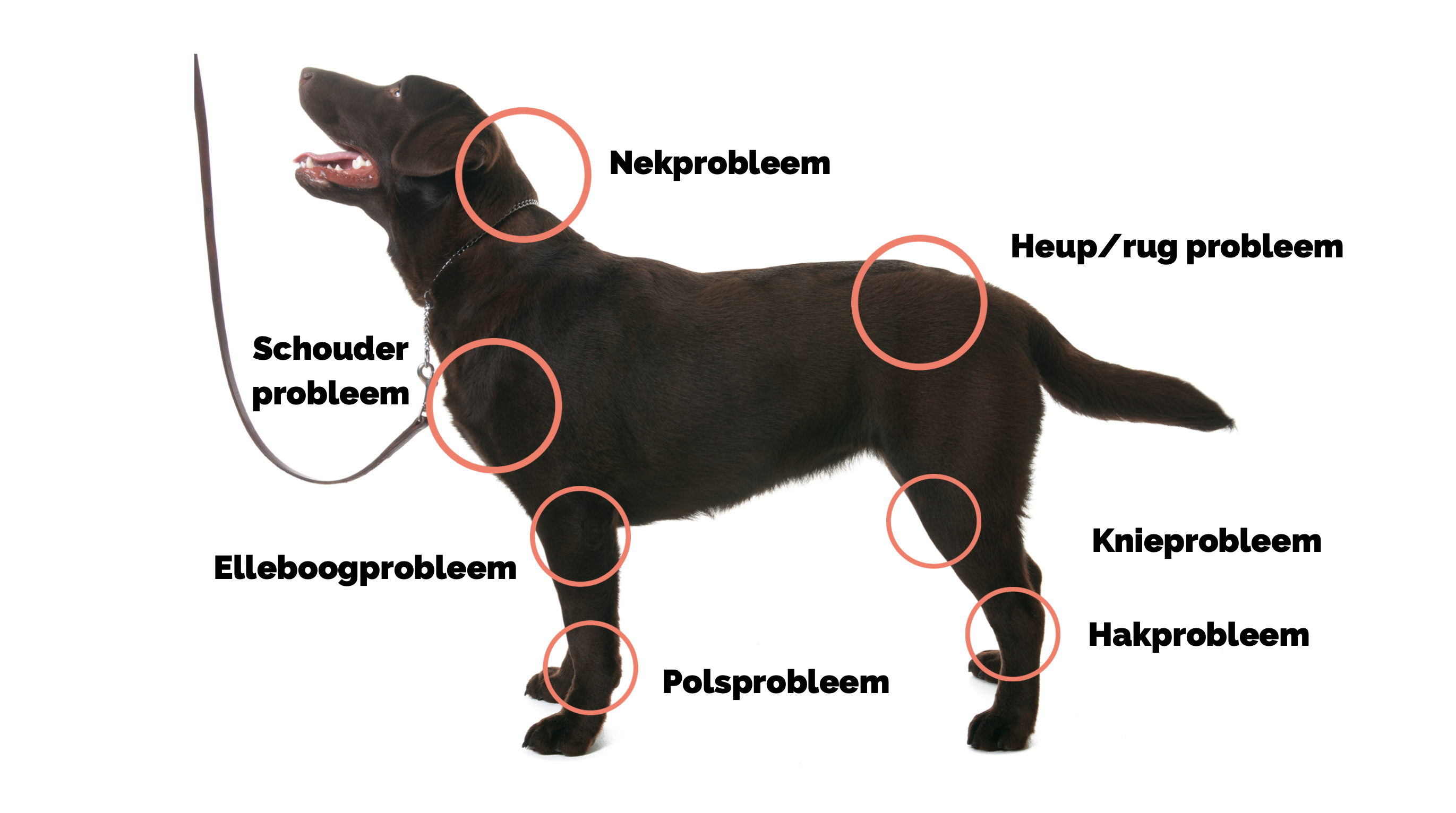 artrose hond