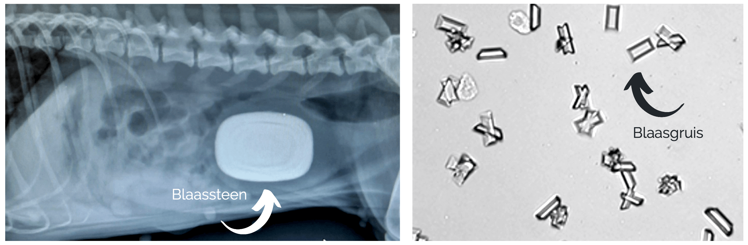 Blaasontsteking door blaassteen en blaasgruis bij de hond