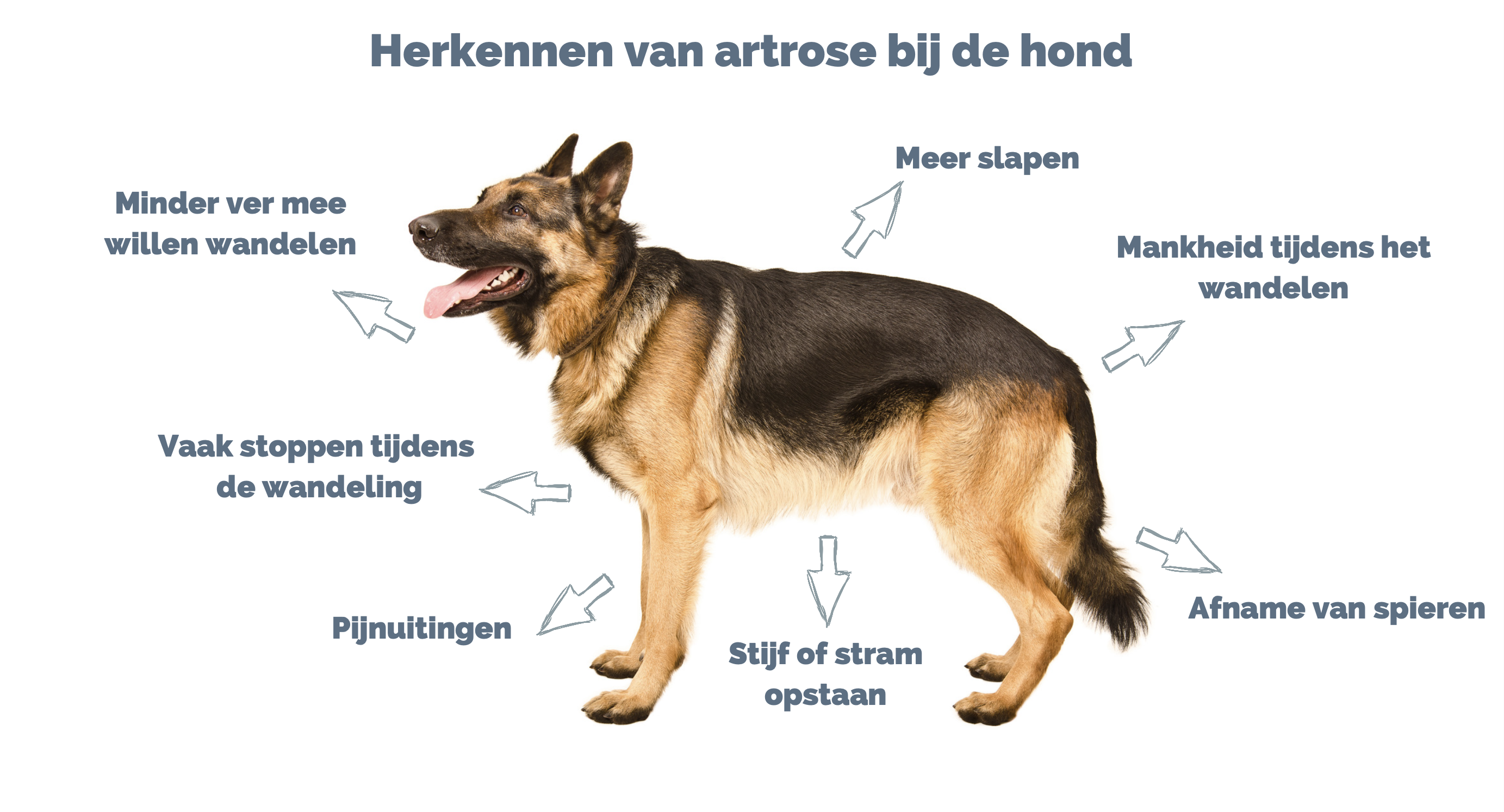 Herken artrose bij jouw hond