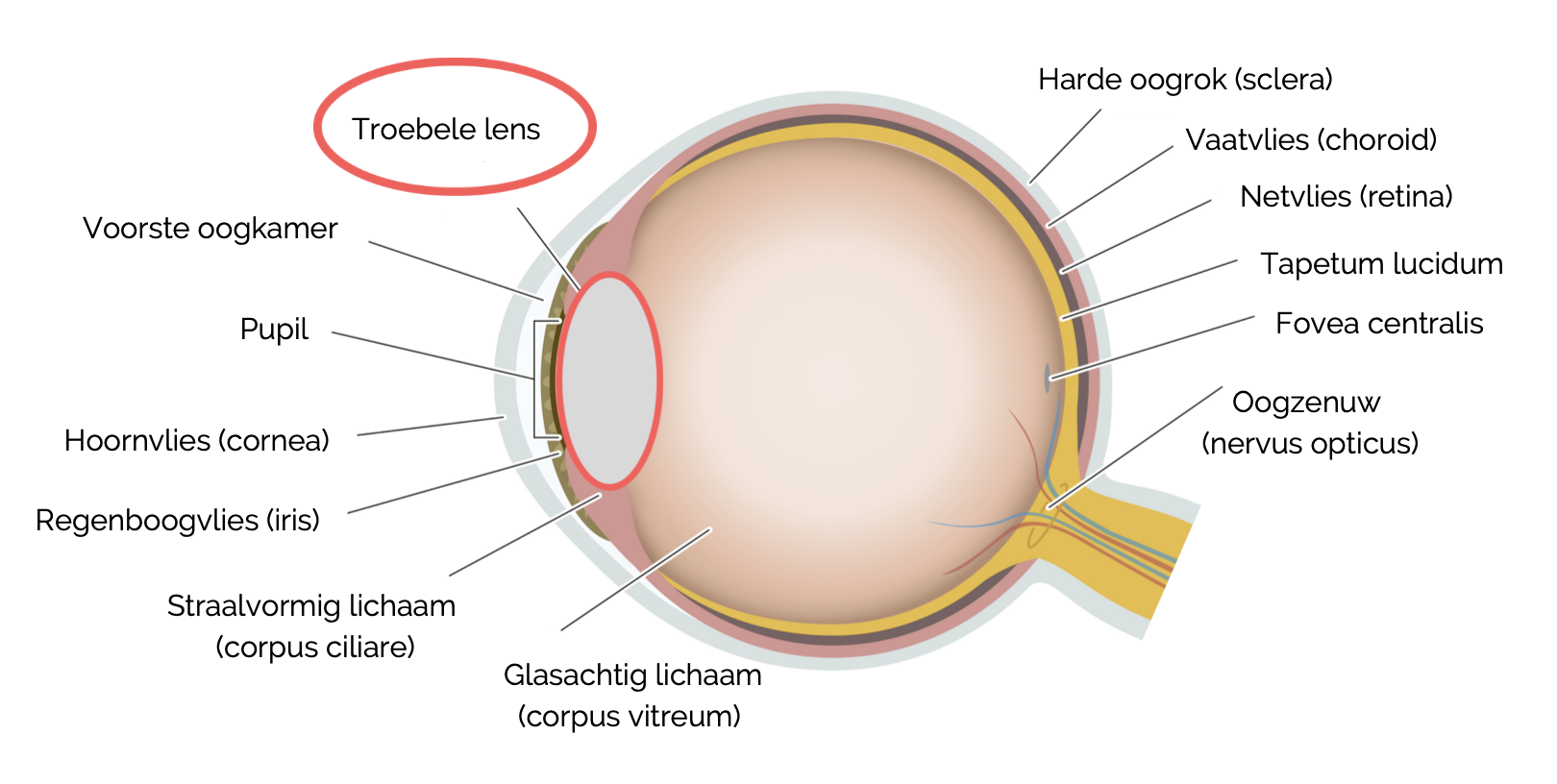 Staar (cataract) bij de hond herkennen