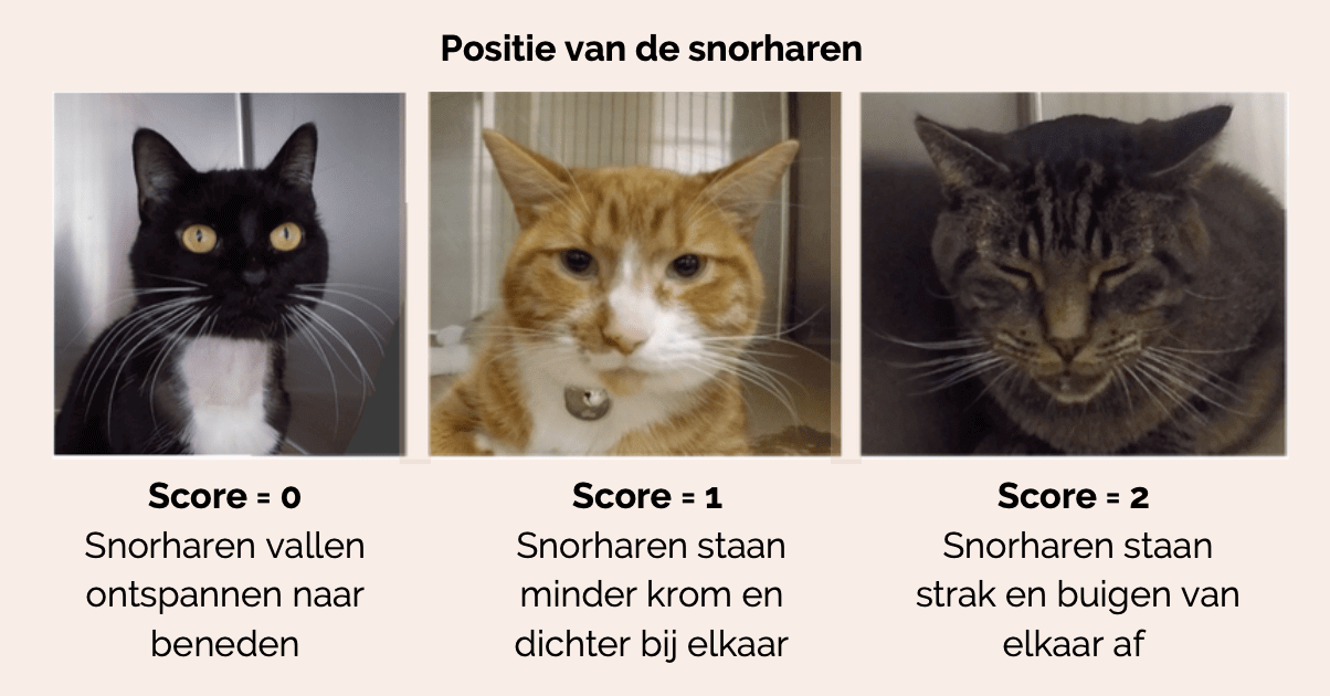 Herken pijn bij de kat - wanneer is een pijnstiller nodig?