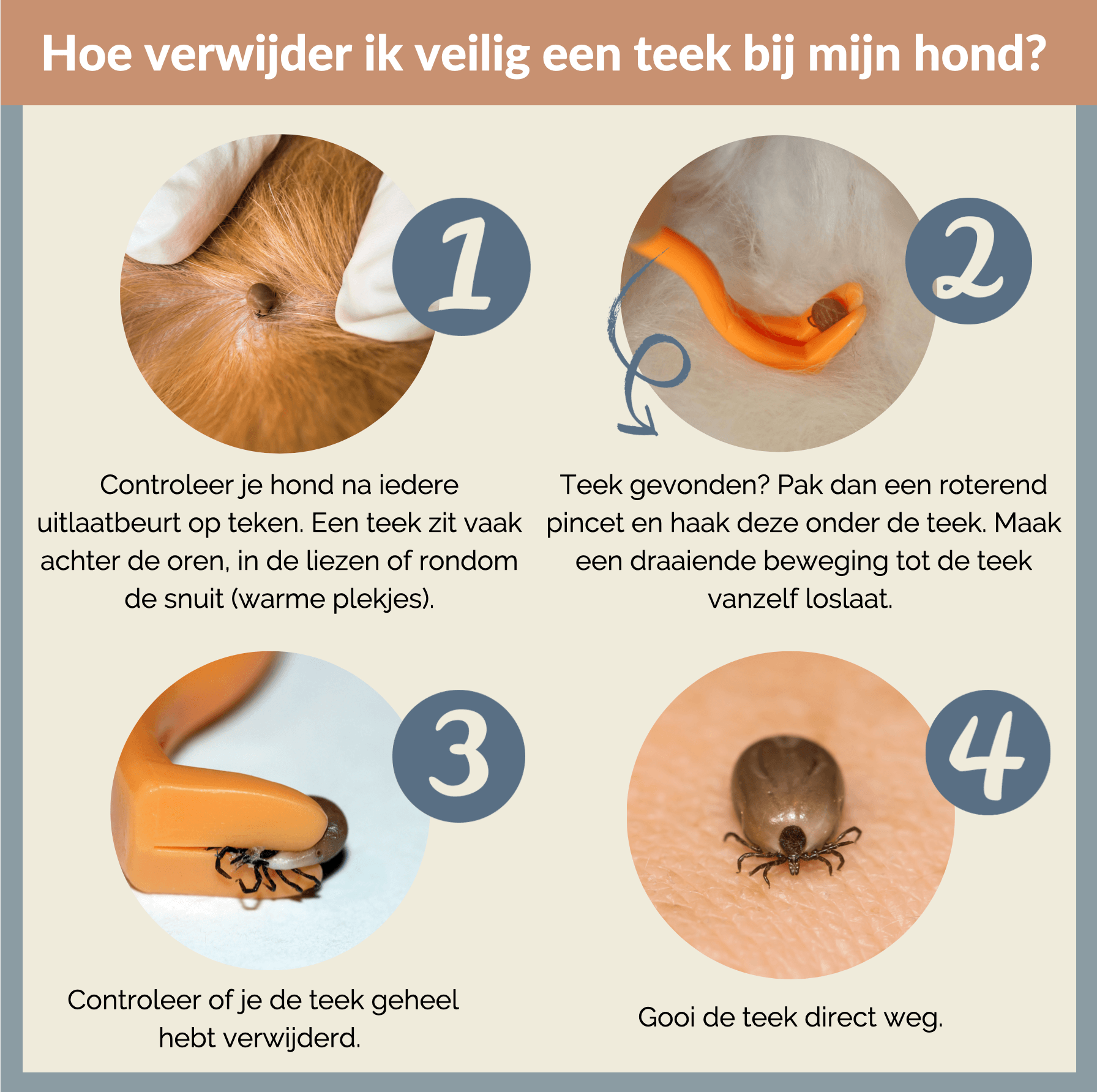 Hoe verwijder je een teek bij de hond?