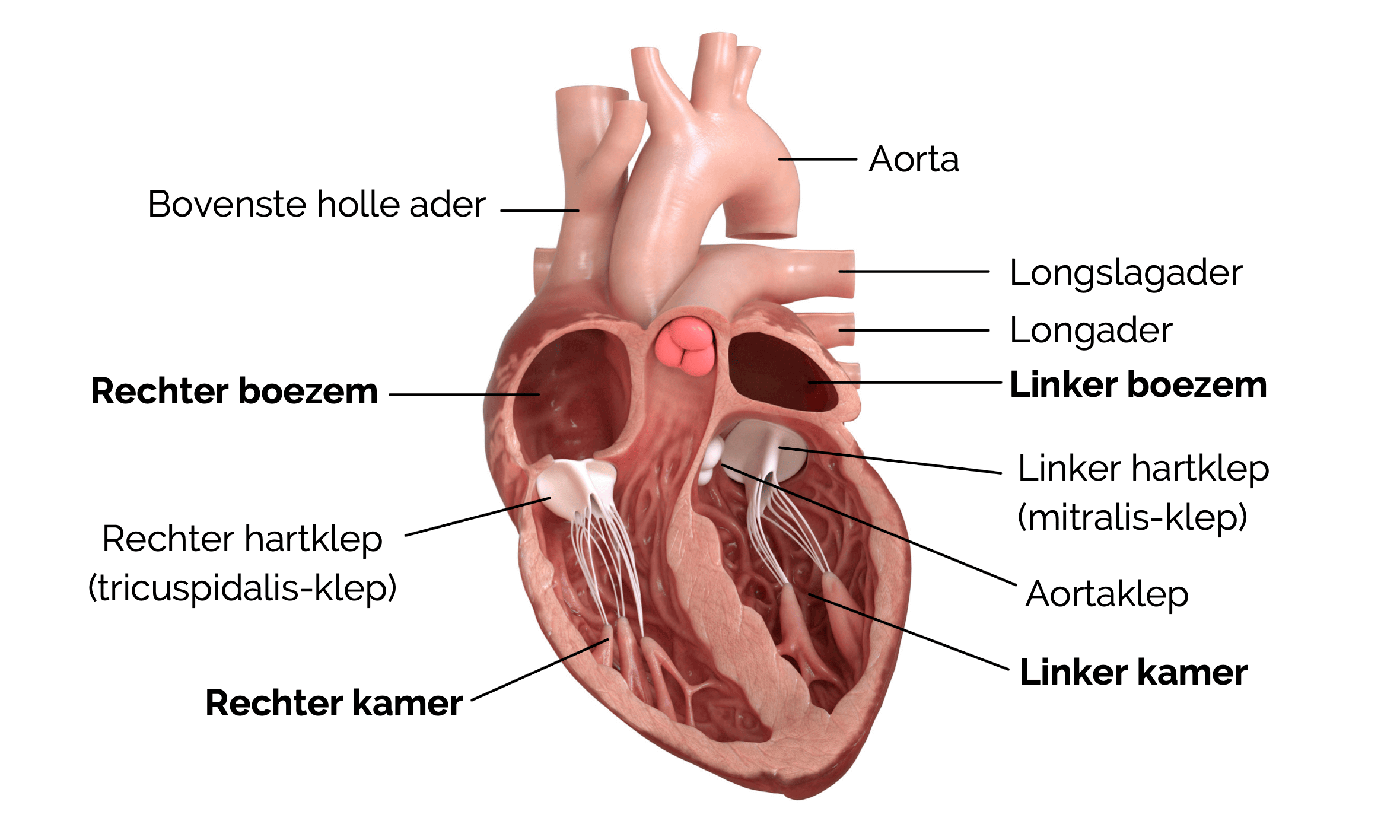 Bouw van het hart bij de hond